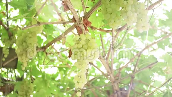 白葡萄特写为果汁和葡萄酒种植有机水果收获乡村美丽农庄葡萄园视频的预览图