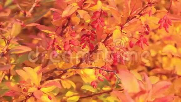秋天日落时树枝上的成熟的巴莓视频的预览图