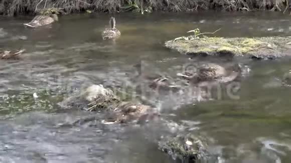阳光明媚的一天一群鸭子在浅水中游泳和喂食他们把头放在水里吃绿色的视频的预览图
