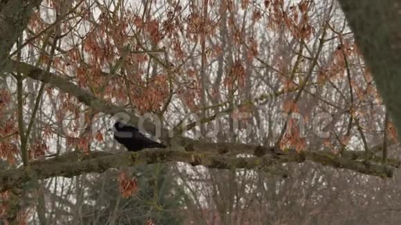 乌鸦降落到树上视频的预览图