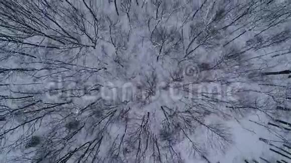 从上到下的冬季森林鸟瞰图视频的预览图