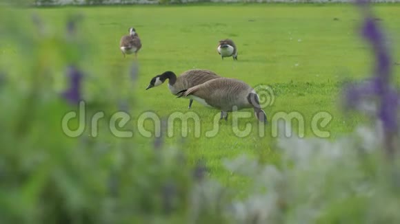 鹅在草地上吃东西视频的预览图