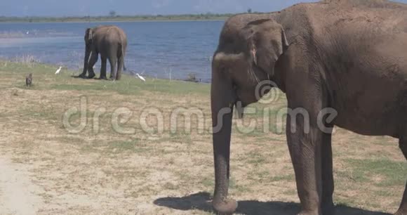 在斯里兰卡的乌达瓦拉韦国家公园吃大象的近处视频的预览图