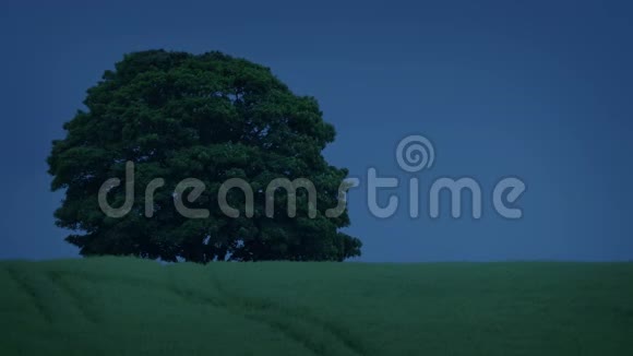 风的夜晚田野里的树视频的预览图