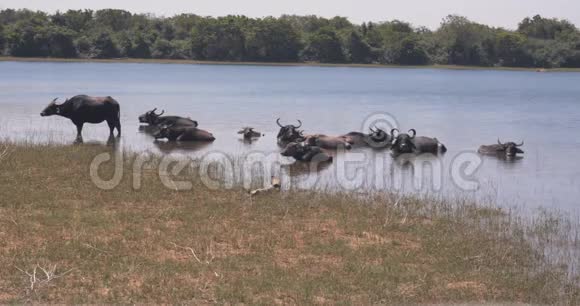 一群Buffaloes安全地逃离了水中的太阳热斯里兰卡乌达瓦拉韦国家公园视频的预览图