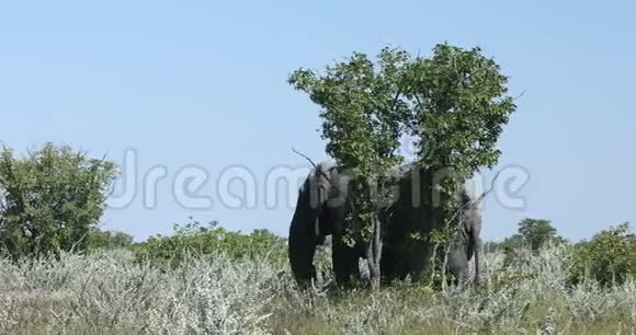 非洲大象在纳米比亚非洲野生动物狩猎视频的预览图