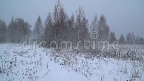 雪落在桦树下的田野上视频的预览图