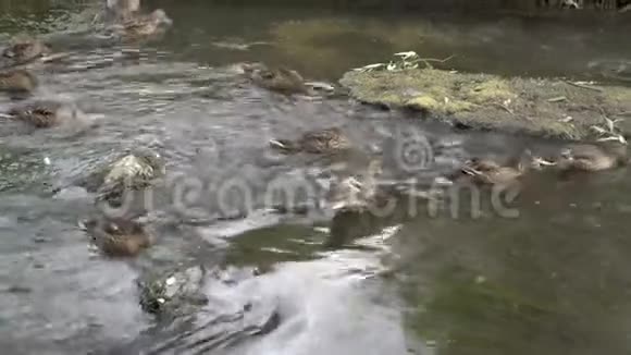 在阳光明媚的一天野鸭在浅水中吃绿藻他们把头放在水里寻找食物视频的预览图