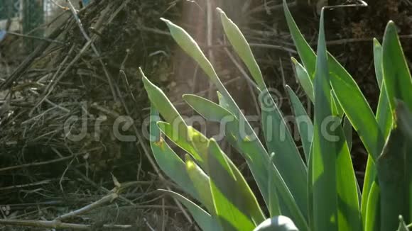 第一春多年生芽水仙花或水仙花长在花园或后院的房子和视频的预览图