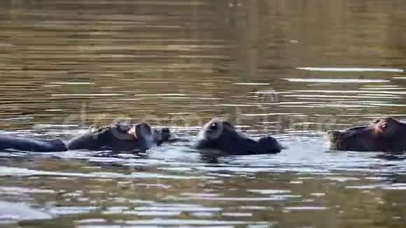 两只年轻的雄性河马河马两栖动物张开嘴排练战斗展示象牙Pilanberg视频的预览图