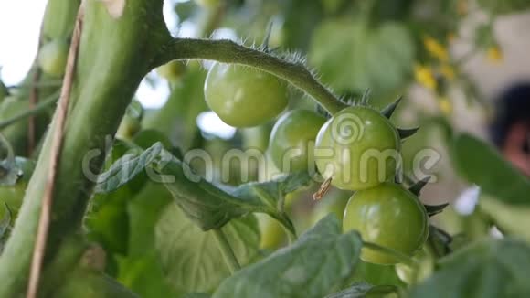 绿西红柿成熟在灌木的枝条上未成熟的西红柿在农民种植园特写番茄植株中的叶etus视频的预览图