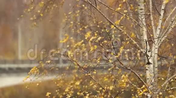 在公园里的一个秋日阳光明媚的日子里人们散步黄叶鸽子和狗视频的预览图