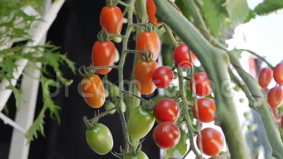 红绿西红柿成熟在灌木的枝上未成熟和成熟的西红柿在农民种植园特写Fetus视频的预览图