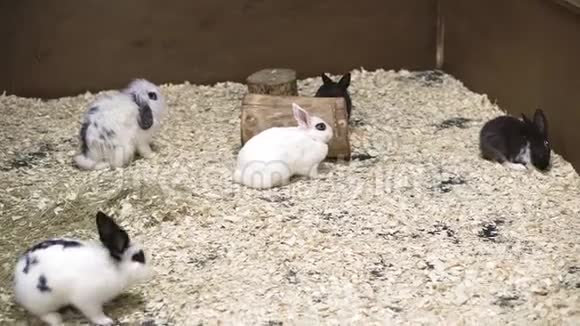 小兔子正坐在鸟舍里视频的预览图