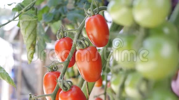 红绿西红柿成熟在灌木的枝上未成熟和成熟的西红柿在农民种植园特写Fetus视频的预览图