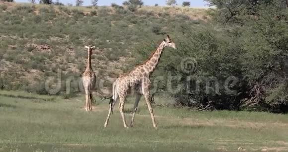 可爱的长颈鹿南非野生动物视频的预览图