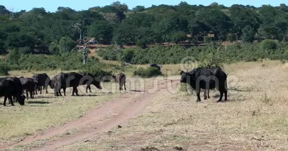 大象和非洲野牛角野生动物视频的预览图