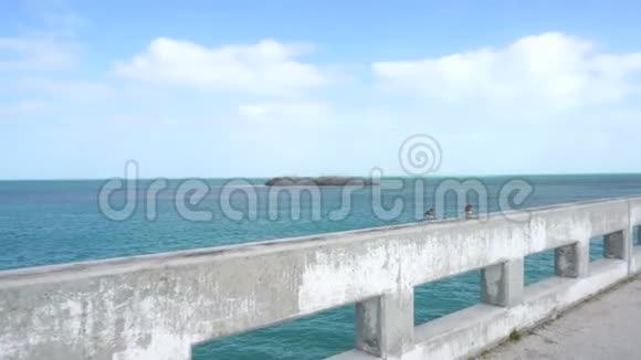 在佛罗里达群岛之间的一座桥的栏杆上行走的沙眼鸟视频的预览图