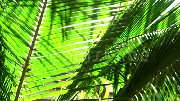 太阳通过棕榈叶旋转柔和的焦点丛林自然视频的预览图