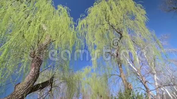 早春时节绿柳树叶子小而鲜视频的预览图