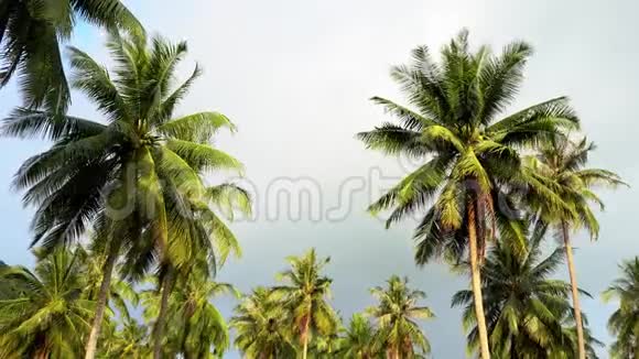 棕榈树对抗雨天的天空热带性质视频的预览图