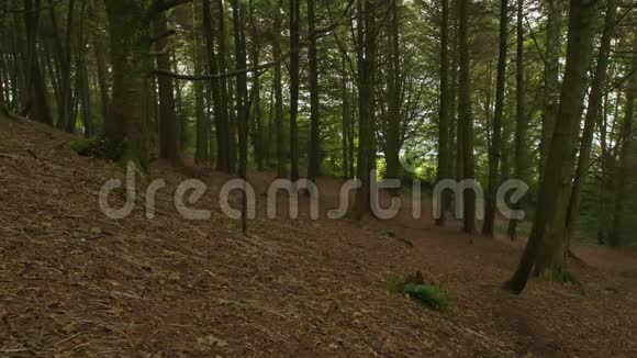 英国莱姆雷吉斯森林漫步视频的预览图