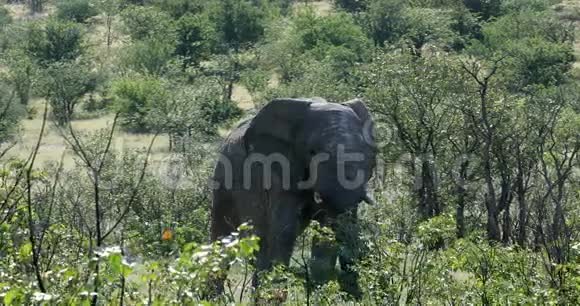 雄伟的非洲大象在埃托沙纳米比亚非洲野生动物狩猎视频的预览图