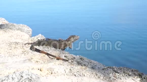 绿鬣蜥坐在靠近水的岩石上视频的预览图