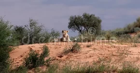 躺在卡拉哈里沙漠的南非野生动物视频的预览图