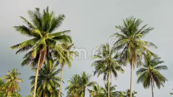 棕榈树对抗雨天的天空热带性质视频的预览图