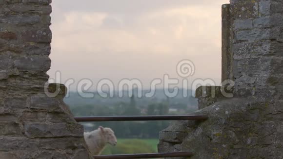 英国多塞特教堂废墟景观绵羊海岸小径视频的预览图