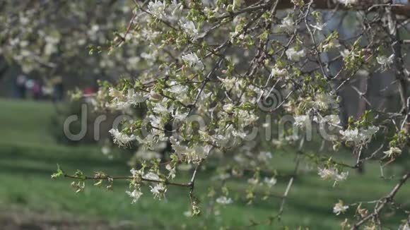 花朵上蜜蜂盛开的树的特写镜头视频的预览图