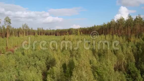 低无人驾驶飞机飞过森林中的小树视频的预览图
