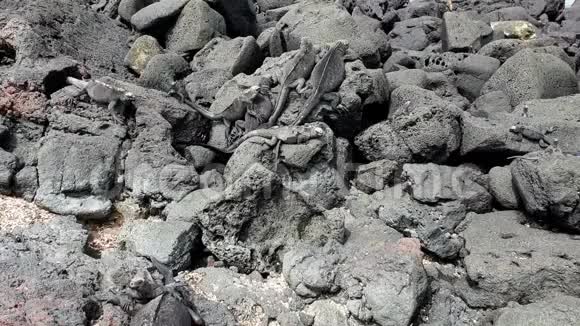 鬣蜥在黑色岩石上行走视频的预览图