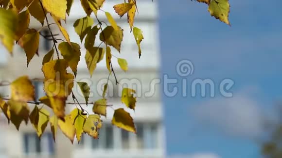 在城市住宅背景上有黄叶的桦树枝城市公园里阳光明媚的秋日视频的预览图