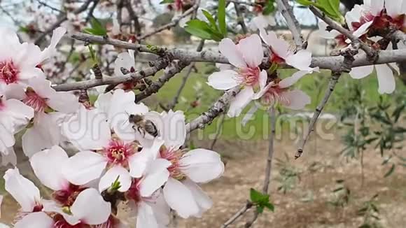 盛开的杏树枝条花白前景上有蜜蜂吃花粉视频的预览图