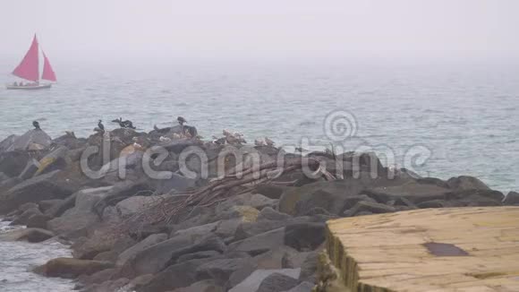 红帆船靠近海岸鸟儿坐在岩石上视频的预览图