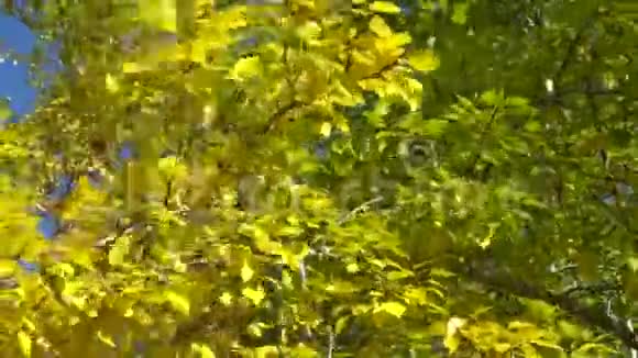 白杨树的枝条金黄色的叶子在风中摇摆公园里阳光明媚的秋日视频的预览图