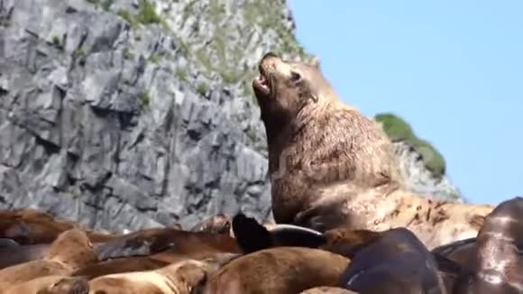 新手史黛勒海狮靠近堪察加半岛的太平洋岛屿视频的预览图