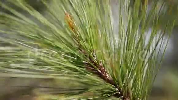 松树枝带绿针树枝在风中移动特写视频的预览图