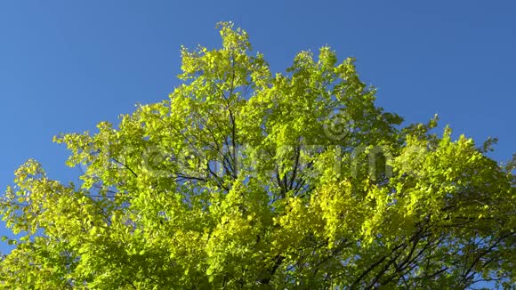 蓝天背景上有黄绿叶的树枝视频的预览图
