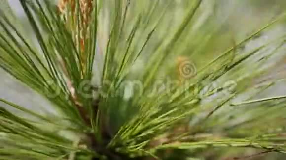 松树枝带绿针树枝在风中移动特写视频的预览图