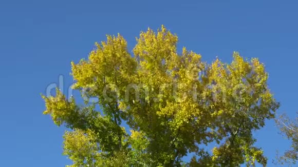 蓝天背景下黄叶杨树的枝条公园里阳光明媚的秋日视频的预览图