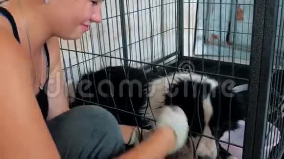 小女孩在宠物收容所里抚摸着一只大笼子里的流浪狗人动物志愿服务和帮助概念视频的预览图