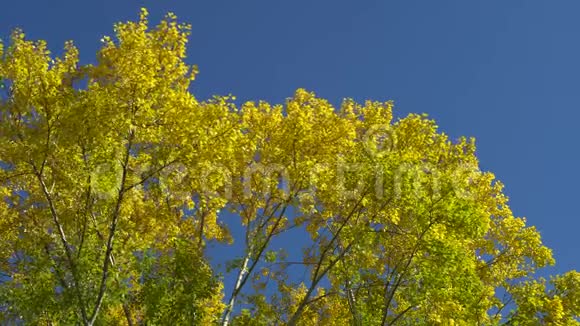 蓝天背景下黄叶杨树的枝条公园里阳光明媚的秋日视频的预览图