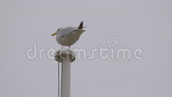 立在桅杆上的海鸥的后视图视频的预览图