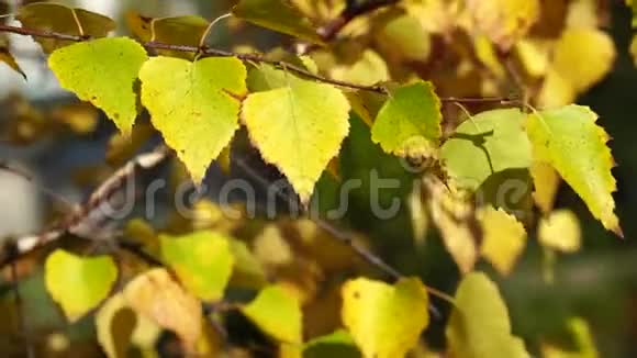 有金色叶子的桦树枝随风摇摆公园里阳光明媚的秋日视频的预览图