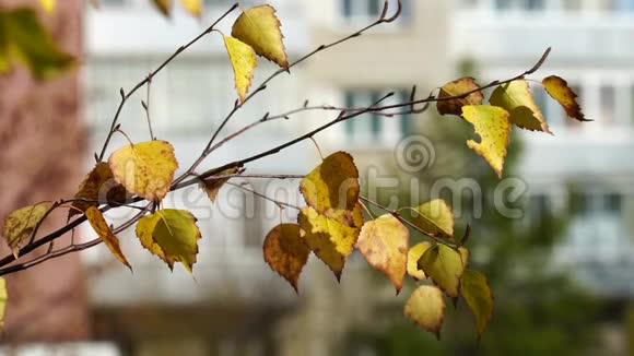 在城市住宅背景上有黄叶的桦树枝城市公园里阳光明媚的秋日视频的预览图