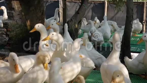 农村的农场院子里走着许多白鹅视频的预览图