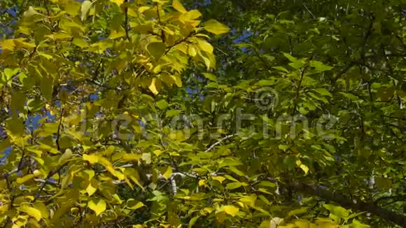 白杨树的枝条金黄色的叶子在风中摇摆公园里阳光明媚的秋日视频的预览图